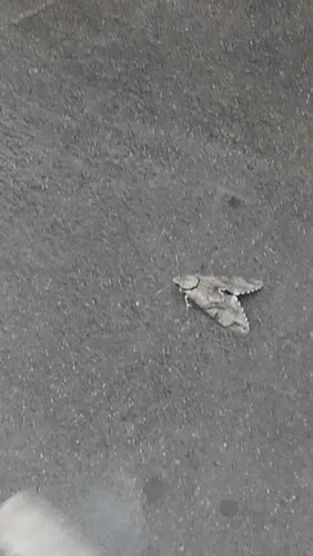 家里飞进来一只飞蛾