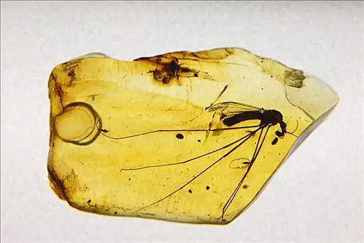 蚊子,琥珀,开采,博物馆,布尔根兰,奥地利,欧洲