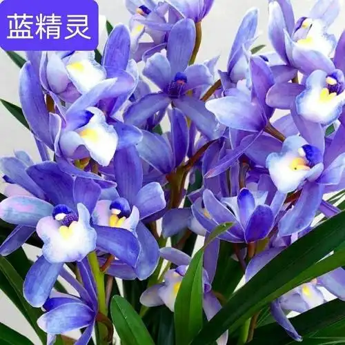 蓝色妖姬花苗兰花【蓝色妖姬】四季开花宽叶浓香型盆栽室内兰花卉绿植