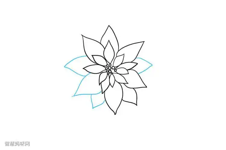 一品红简笔画怎么画