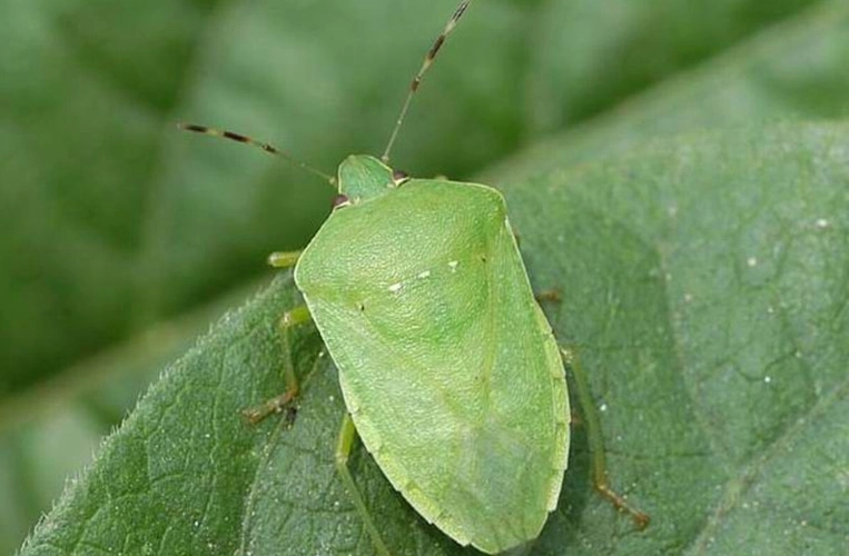 原创农村野外很多虫子令人难忘,例如这5种昆虫,臭得令你怀疑人生