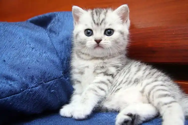 深圳想买一只小英短虎斑猫