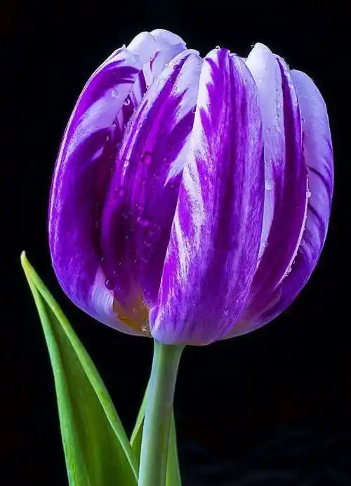 紫色郁金香花语和寓意是什么(紫色花的花语大全)