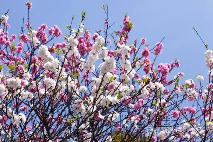 红色和白色的双开花的樱桃树和蓝蓝的天空