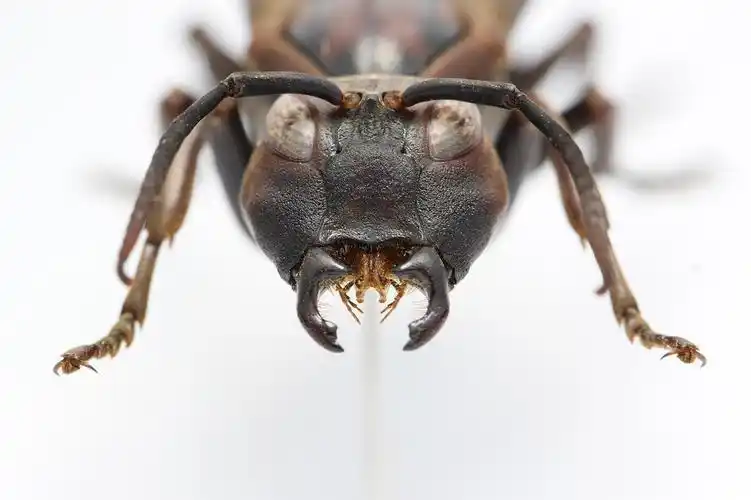 以及最后一个棕马蜂的雄性个体(雄性比较难得),可能是完成交配后鲜死