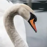 天鹅头像美丽唯美天鹅头像图片大全