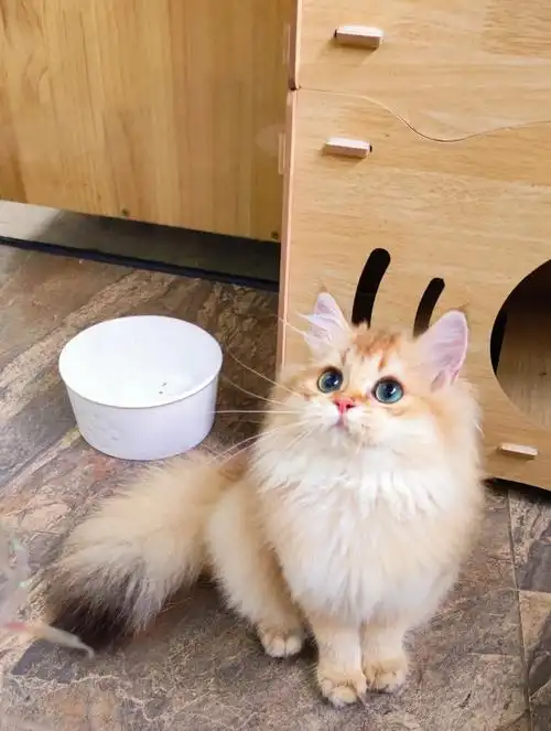 5个月的小长毛金渐层