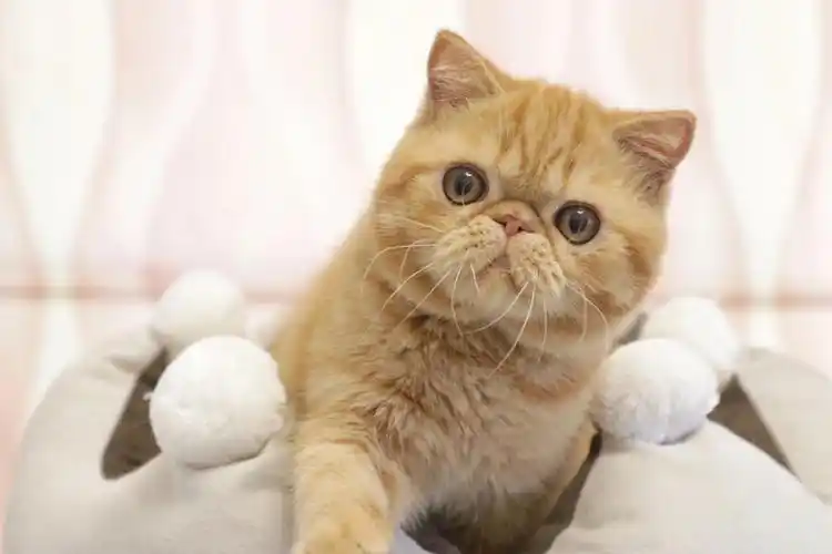 我家宠物好可爱  #加菲猫  #加菲猫舍  #加菲  #红虎斑加菲猫  #异国