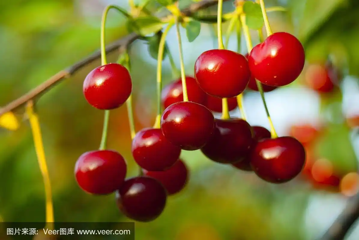 欧洲酸樱桃
