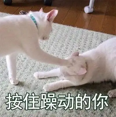 猫猫表情包 按住躁动的你