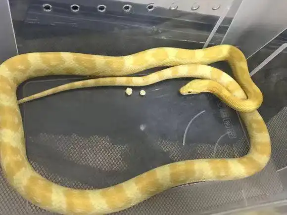 玉米蛇雪白甜甜圈