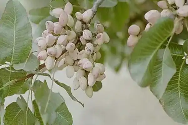 开心果是什么树的果实