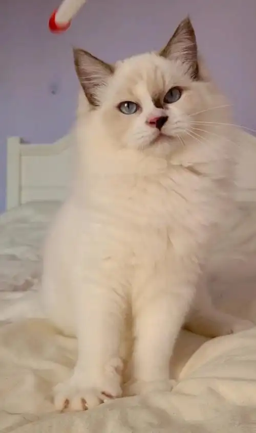 上海家养海双布偶猫小偿领养活泼可爱超级黏人品相好只是有瑕疵