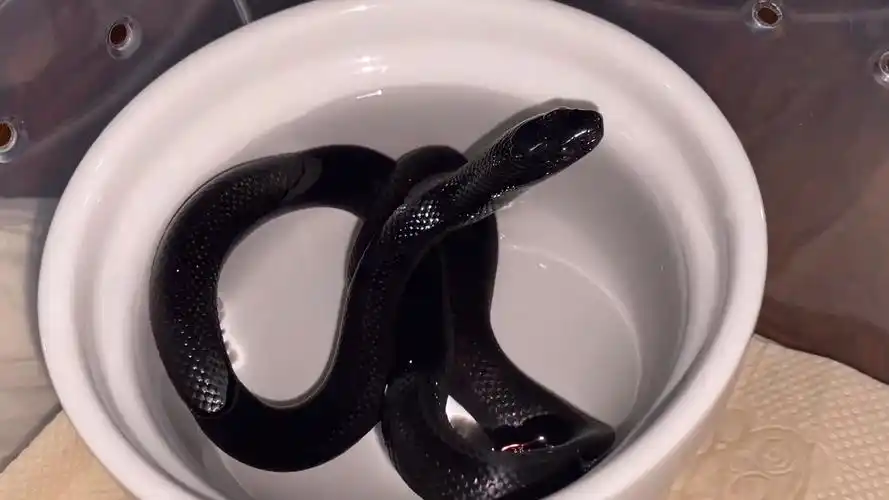 绝美黑王#宠物蛇