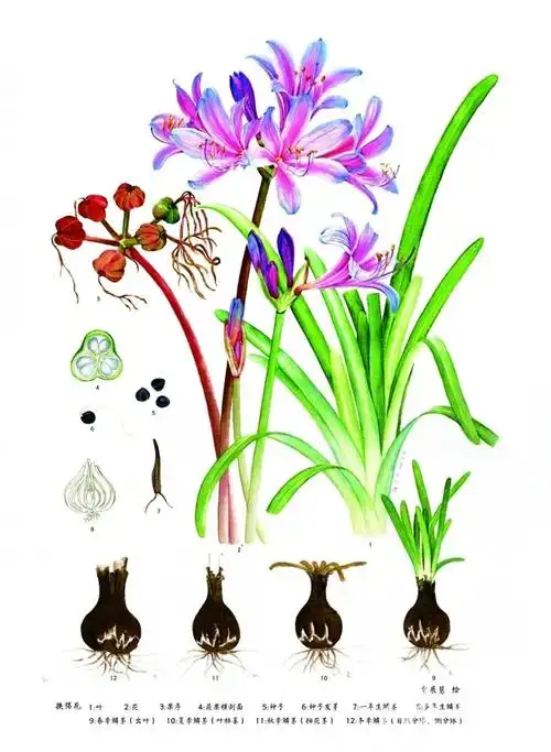 炎炎夏日 来南京中山植物园室内赏彼岸花