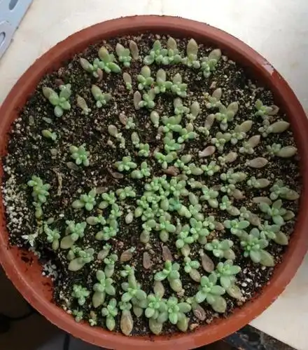 远离叶插姬秋丽,珍爱生命,仅仅一年时间,就满满一大盆姬秋丽苗