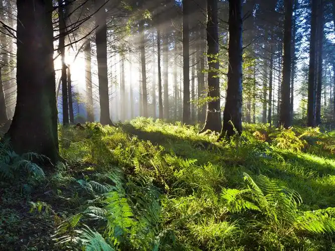 森林,草地,树木,绿色,阳光 壁纸