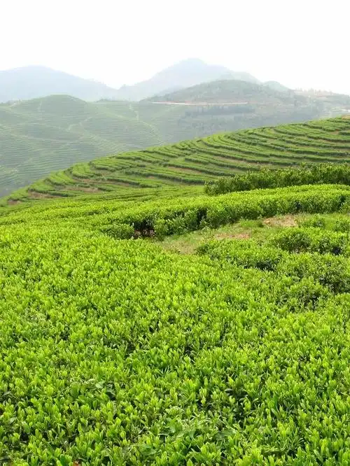 眼下福鼎的气温开始逐渐回暖,又到了一年春茶采摘时,茶山上,茶园里