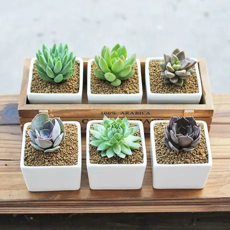 一盆包邮多肉植物组合盆栽办公室桌面多肉绿植拼盘含盆含土多肉