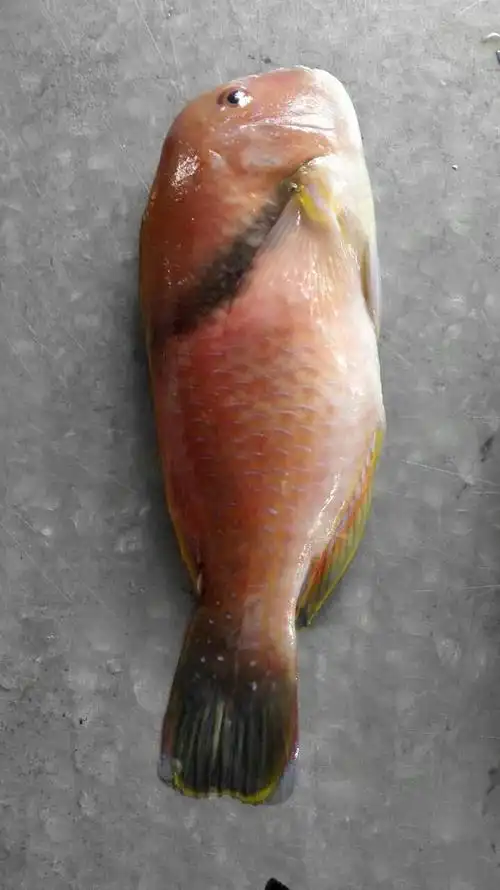 苏眉鱼,这么文气呢