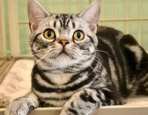 美短作为最受欢迎猫咪品种之一,最经典的毛色为银虎斑.