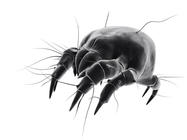 香草果仁从狮潼转采于2016-08-06 10:09:49螨虫美妆素材香草果仁该