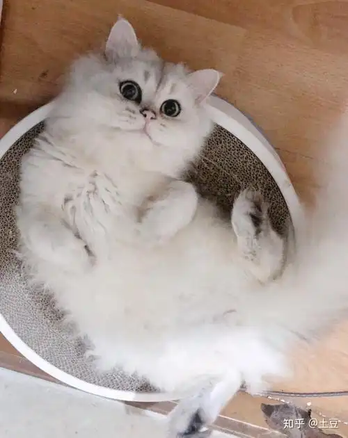 想养一只银渐层,大家觉得长毛银渐层好看还是正常短毛的好看呀,都好