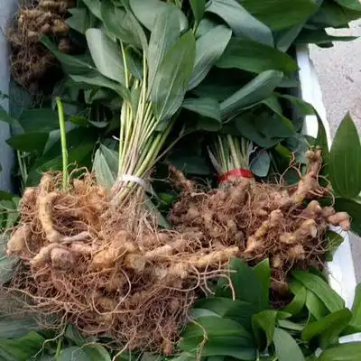 黄精玉竹种子可食用鸡头爪子参黄鸡菜老虎姜好种家庭园艺种子
