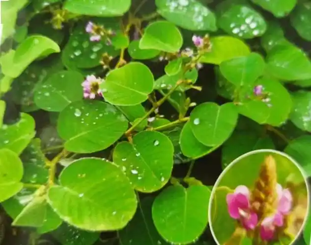 治疗结石少不了它金钱草