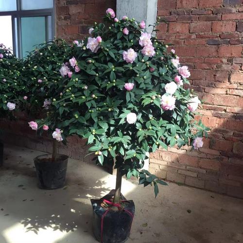 大型茶花盆栽树苗浓香型香妃茶花山茶树苗盆栽花卉室内外庭院绿植