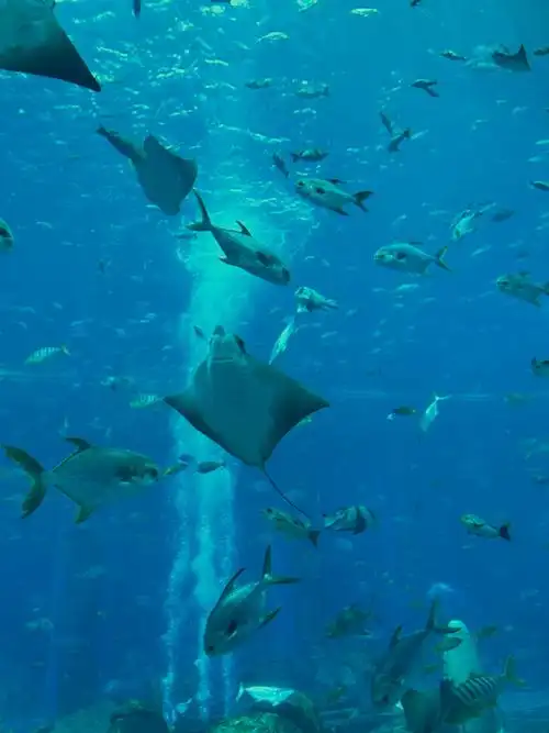 但一切都值得    这片海底世界是如此的治愈  蓝色的海水让我心情平静