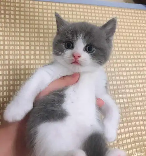 英短蓝白猫 一窝蓝猫 蓝白 胖嘟嘟 包健康