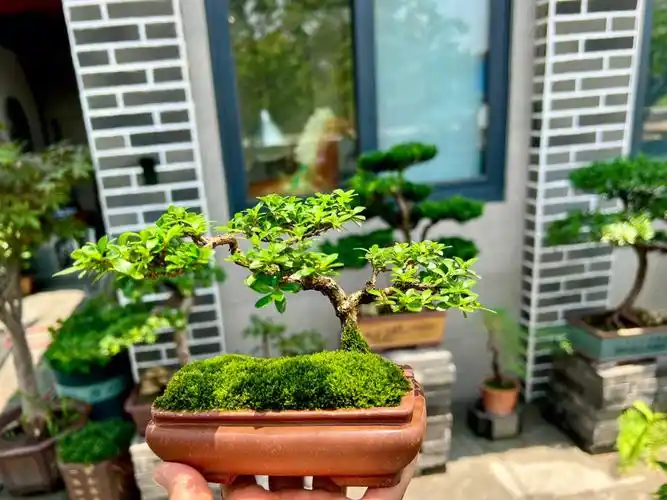 六月雪是常绿植物,非常耐修剪,叶片精致小巧,枝干清秀俊逸,每年春夏会