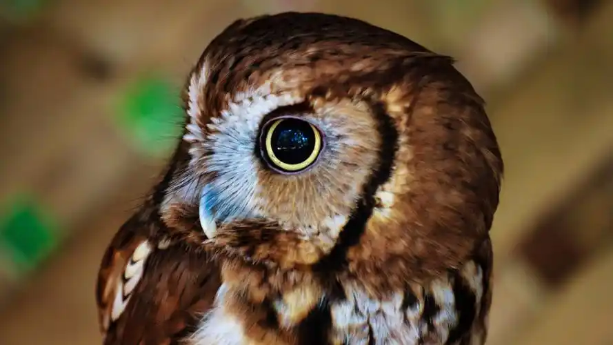 可爱猫头鹰 眼睛 动物摄影壁纸