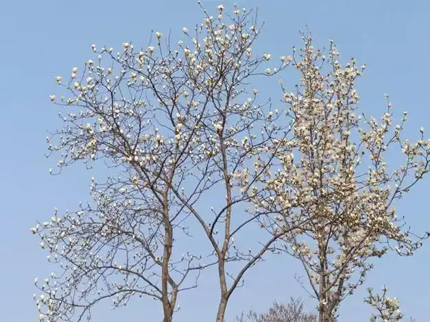 老人与玉兰树(散文)|杏树|花蕾|青松|垂柳_网易订阅