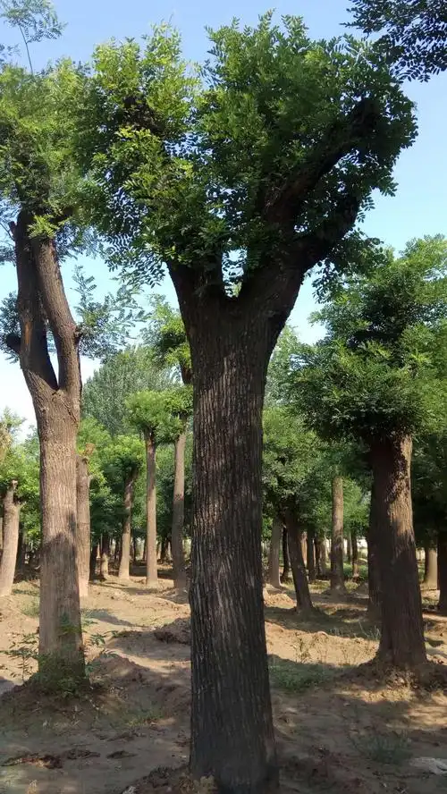 国槐树50公分国槐树哪里有卖的