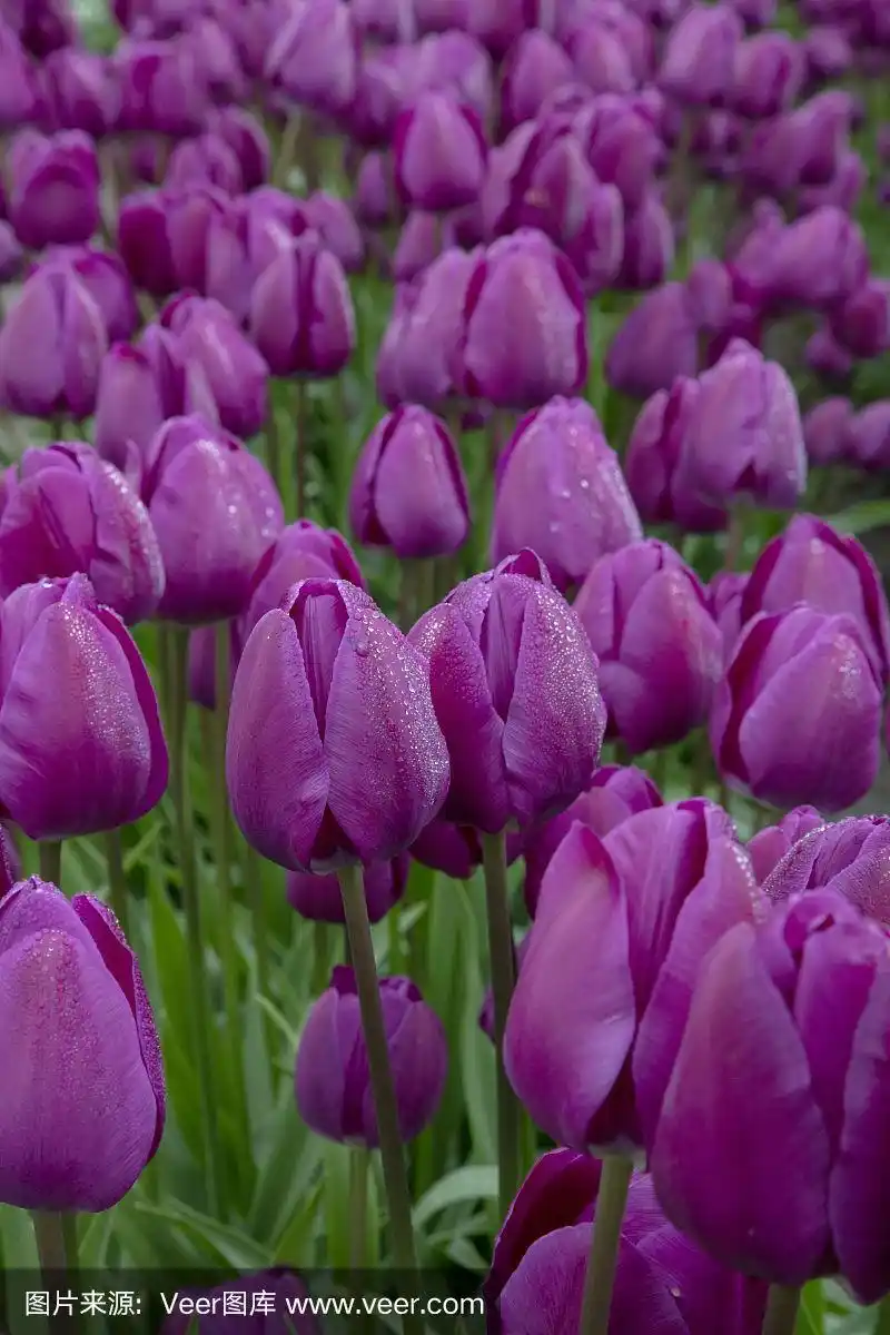 紫色春天郁金香花