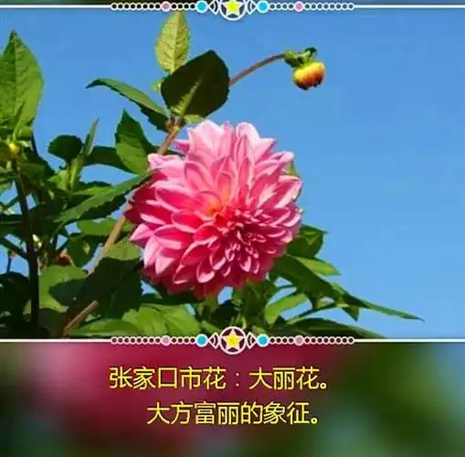 中国城市市花集锦