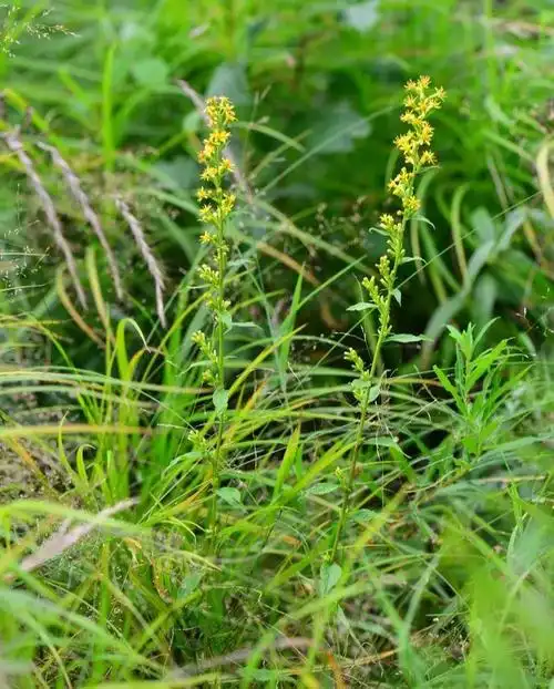 冷背药材——一枝黄花