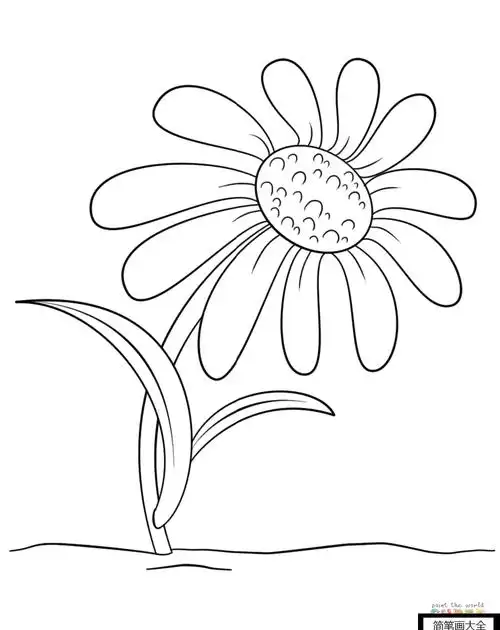 幼儿菊花简笔画画法_植物简笔画_简笔画大全