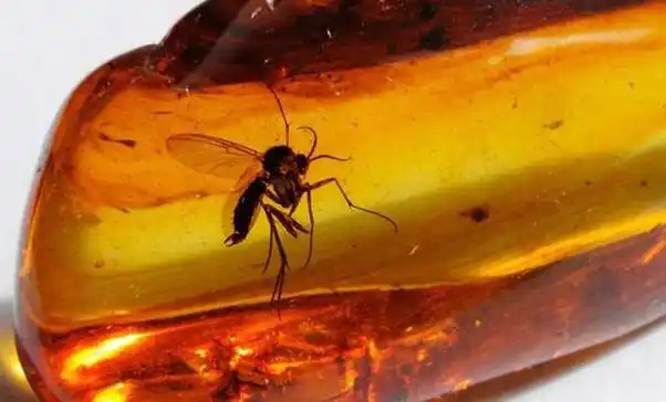 琥珀里的昆虫能万年不腐,古人为何不用琥珀,来保存尸体呢?