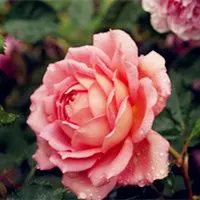 精致花朵漂亮头像