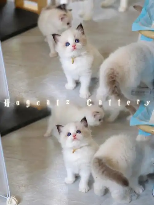 luna的这个海双儿子太可爱了#上海布偶猫舍 #江浙沪布偶猫舍  #布偶猫