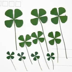 大小四叶草 押花压花干花手机壳diy 植物教学标本12片