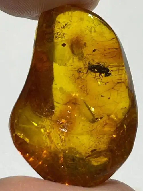 俄罗斯琥珀虫珀蚊子