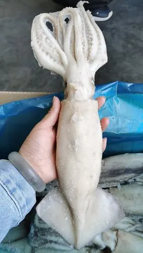 品种 鱿鱼 货号 - 是否进口 否 品牌 冰优鲜 产地/厂家 荣成 用途