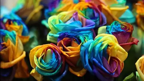 android安卓小清新 玫瑰 炫彩高清手机壁纸免费下载,安心市场-用安卓