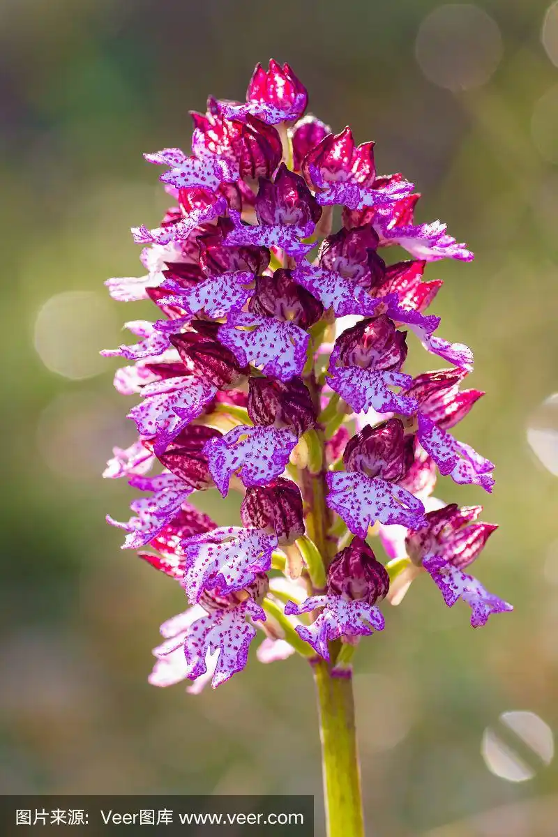 稀有的兰花的花