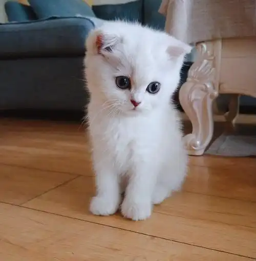 这是银点猫吗两个多月了有时候看又好像折耳但愿不是