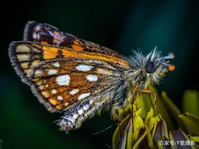 《毛茸茸的飞蛾》八臂那吒-协助拍摄